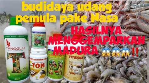 BUDIDAYA UDANG DENGAN PRODUK NASA KESAKSIAN BUDIDAYA UDANG PEMULA DI