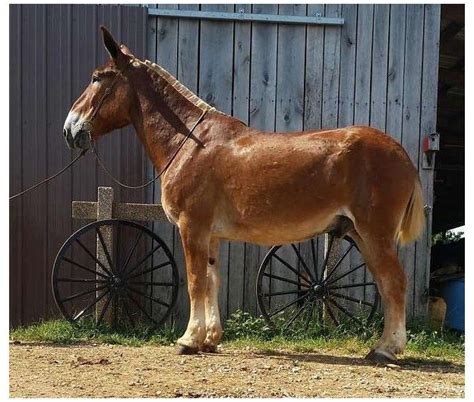 Huge Belgian Draft Mule Rides And Drives Video Links In Ad Belgian