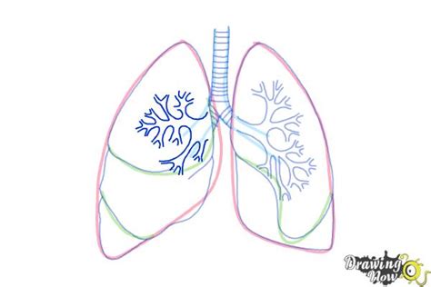 How to Draw Lungs | DrawingNow