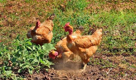 Naked Neck Chicken Eggs Height Size And Raising Tips