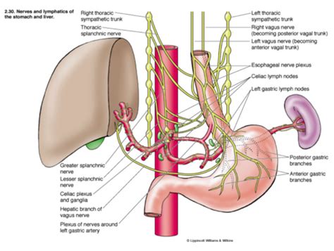 Autonomic nerve supply to abd and pelvis - splanchnic nerves and plexuses Flashcards | Quizlet