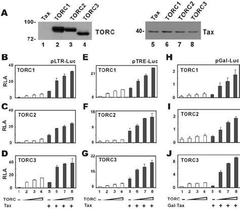 Torc Proteins Are Transcriptional Coactivators Of Htlv Tax A