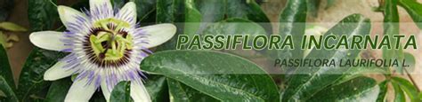 Passiflora Incarnata Powder - YSG