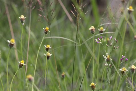 Birds and Nature Photography @ Raub: Grass Flowers - Bunga Rumput