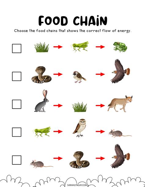 Food Chain Printable Set Food Chain Printable Download Instant