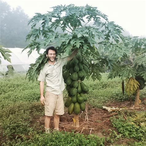 A Warm Fall Has Meant A Great Papaya Crop Florida Fruit Geek