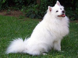 American Eskimo Dog pictures, information, training, grooming and puppies.