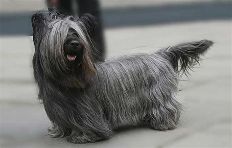 Long-Haired Dogs: Small, Medium & Large Breeds List | Petaddon