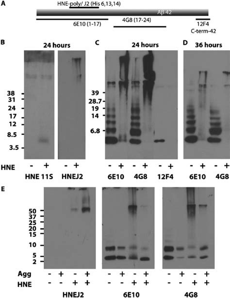 Differential Detection Of Synthetic Hne A β With Antibodies To A β And Download Scientific