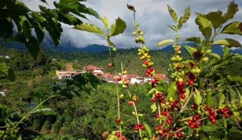 Los secretos del café chiapaneco variedades y sabores únicos