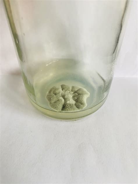 Fungal Analysis - Roboflow Universe