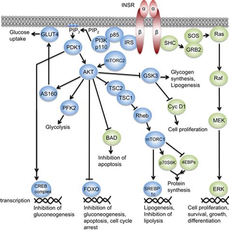 Signaling Pathway For Insulin At Leonard Otis Blog