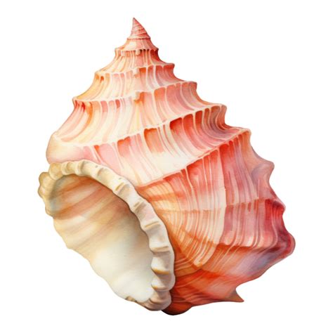 Conch Shell Summer Illustration Watercolor Style 46785241 Png