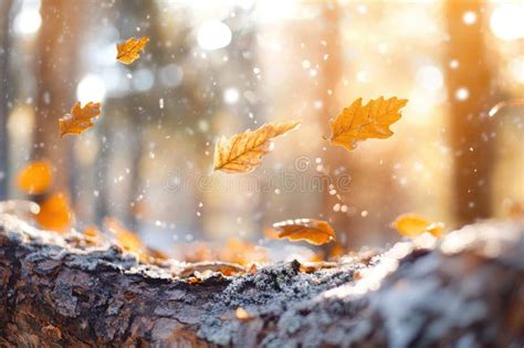 autumn leaves falling  woodland setting  bokeh light  warm