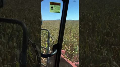 Cutting High Moisture Corn With Case Ih 8120 Combine Youtube