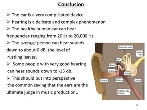 Anatomy 1 The Anatomy And Physiology Of Human Ear