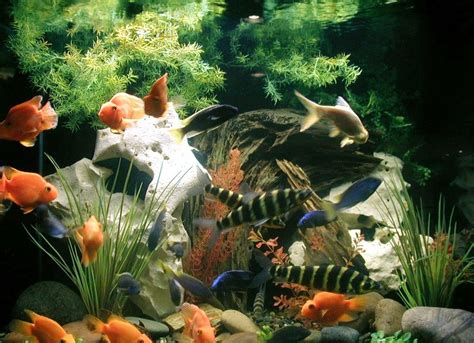 Aquarium Decorations. Interesting Considerations On Subject