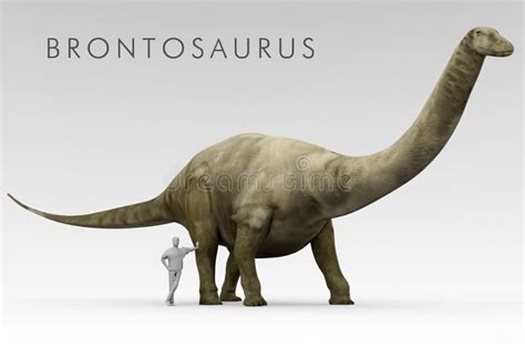 Dinosaur Brontosaurus And Human Size Comparison Stock Illustration ...