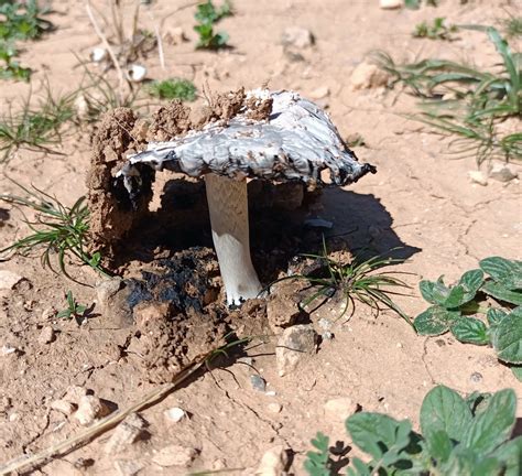 Fungi Including Lichens In March 2024 By Haroun Nemouchi INaturalist