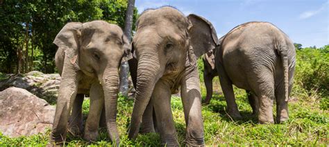 Elephant Sanctuary In Koh Samui Rescued And Care Of Elephants