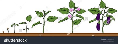 Life Cycle Of Eggplant Growth Stages From Royalty Free Stock Vector