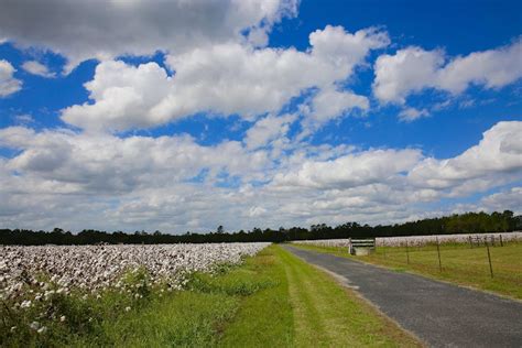 Sweet Southern Days: The Cotton Fields of South Georgia