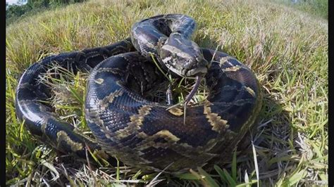 The Old Man S Cry When He Met A 200 Kg Giant Python On The Stove VIDEO