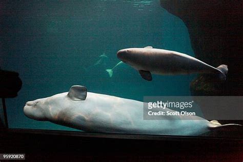 Chicago Aquarium Debuts Its New Beluga Whale Photos And Premium High