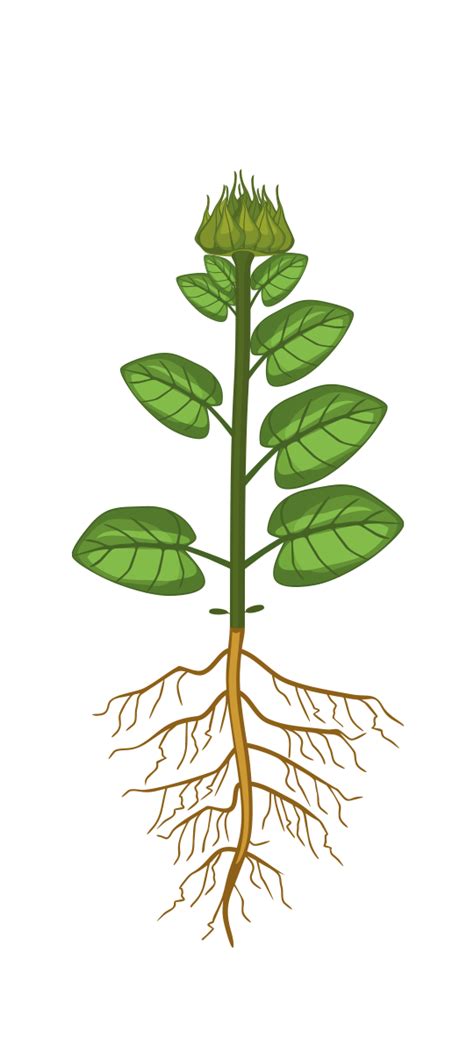 Floarea Soarelui Bio Schema Tehnologica Fertilizare Kwizda Agro Romania