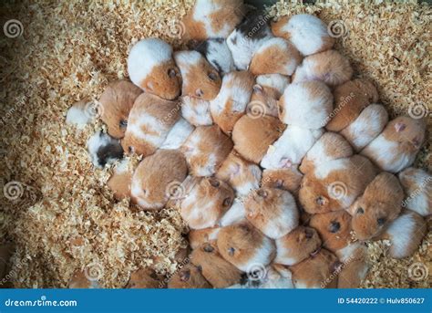 Cute Baby Hamsters Sleeping