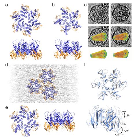 Structures Of HIV 1 Capsid Assembly Units A B Crystal Structures Of