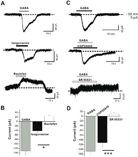 Gaba Induced Currents By Activation Of Gaba A And Gaba B Receptors In