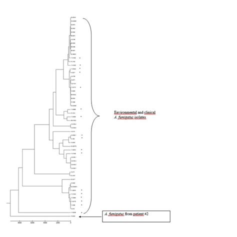 Dendrogram From Upgma Clustering Method Based On Nei S Genetic Distance