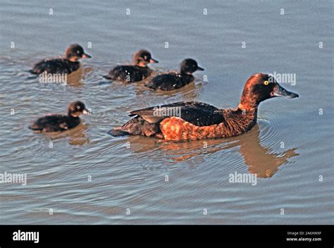 Female Tufted Duck With Ducklings Hi Res Stock Photography And Images