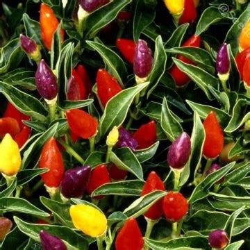 Перец Алладин семена купить недорого