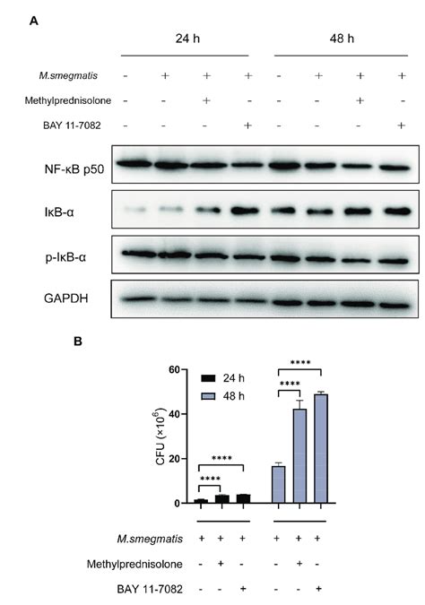 A Methylprednisolone 10 2 µm And The Nf κb Inhibitor Bay 11 7082 2