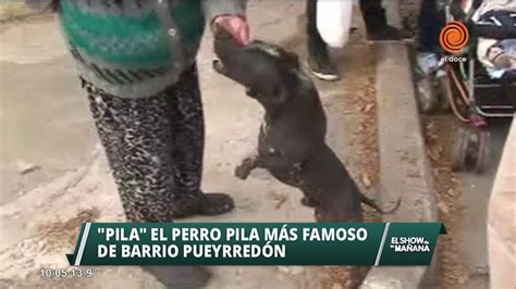 Perro Pila Youtube