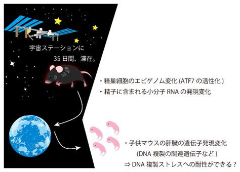 父親の宇宙空間の滞在経験が子の遺伝子発現に影響する～精子のエピゲノム変化が鍵～ テック・アイ生命科学