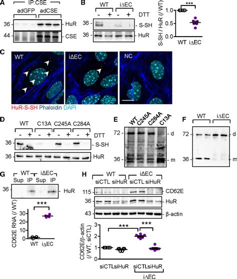 Cystathionine γ Lyase Sulfhydrates The Rna Binding Protein Human