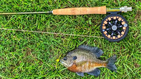 Flyfishing for Bluegills | Best Way to Begin Fly Fishing - Wired2Fish