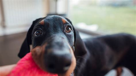 Best puppy toys 2025 for chewing, play, and enrichment | PetsRadar