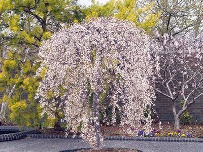 Ornamental Flowering Trees Zone 9 - Weeping Flowering Cherry - low form - Bower & Branch ...