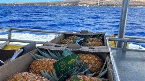 Hawaii pineapple farm donates pineapples, delivers supplies to wildfire ...