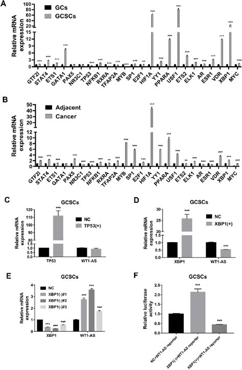 Identification Of Upstream Transcription Factors Of Wt1 As A And B