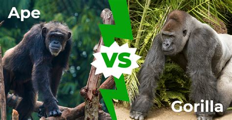 Difference Between Gorillas And Chimpanzees Gorilla Tours Chimp Tours