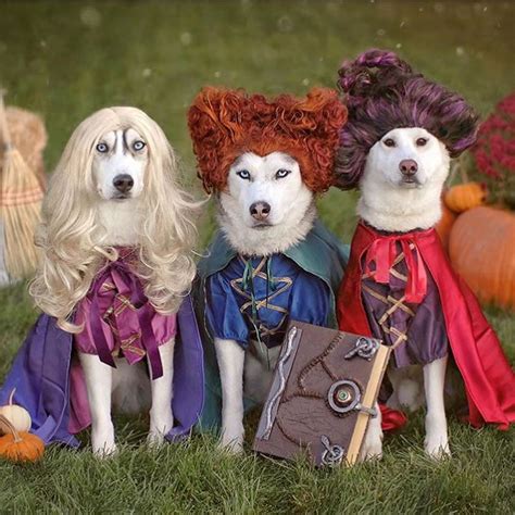 10 Hilarious Dog Costumes For National Dress Up Your Pet Day | Paw.com