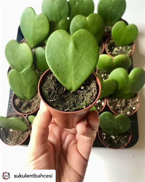 Hoya Kerrii Plant Care Secrets For Thriving Heart Shaped Leaves