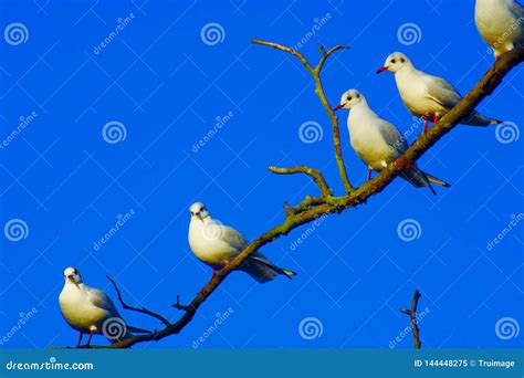 Birds Of A Feather Flocked Together Stock Image Image Of Feet East