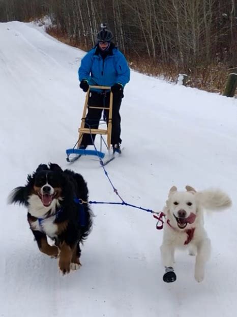 National Sled Dog Day Life In The Dog House