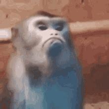 Monkey Sad GIF - Monkey Sad - Discover & Share GIFs